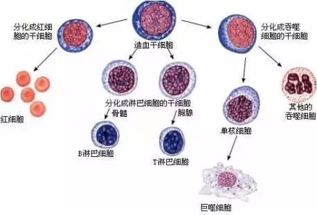 造血干细胞可以拯救哪些“绝症”？ 科普知识 第1张