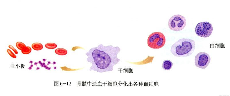 造血干细胞捐献科普知识 科普知识 第2张