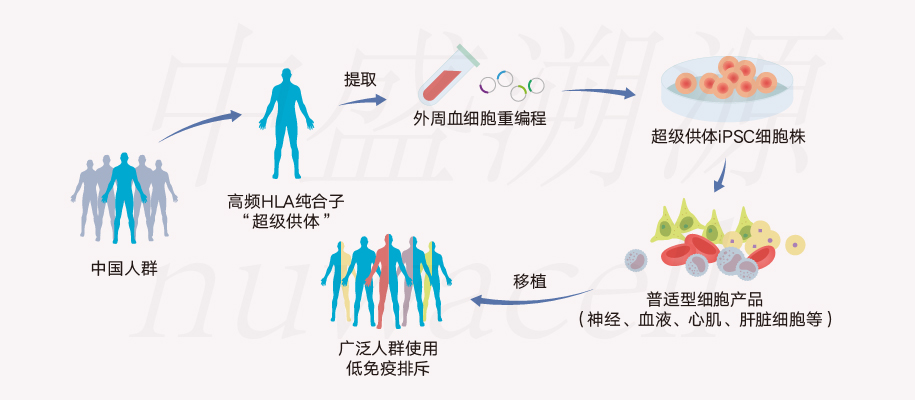 首例中国人群“超级供体”诱导多能干细胞株制成 科普知识 第1张