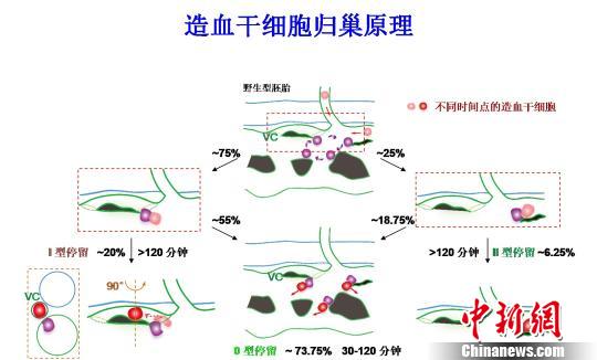 中国科学家揭秘造血干细胞“归巢之谜”　有助提高移植效率 科普知识 第1张