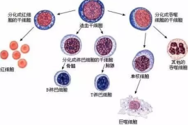 造血干细胞可以拯救哪些“绝症”？