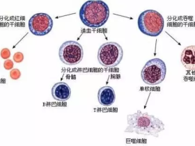 造血干细胞可以拯救哪些“绝症”?