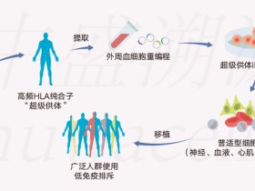 首例中国人群“超级供体”诱导多能干细胞株制成