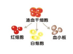 造血干细胞捐献科普知识