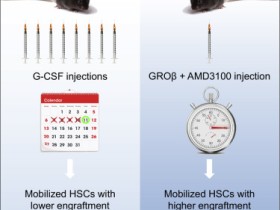 Cell:新造血干细胞的动员方法使捐赠更方便,移植成功率更高!