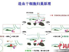 中国科学家揭秘造血干细胞“归巢之谜” 有助提高移植效率